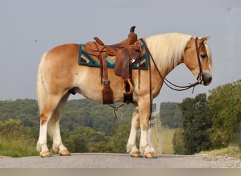 Haflinger, Gelding, 5 years, 13.3 hh, Sorrel
