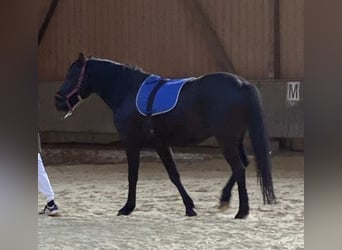Haflinger Mix, Gelding, 5 years, 14.1 hh, Black