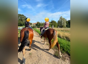Haflinger Mix, Gelding, 5 years, 14.1 hh, Chestnut