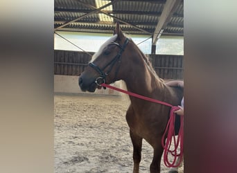 Haflinger Mix, Gelding, 5 years, 14.1 hh, Chestnut