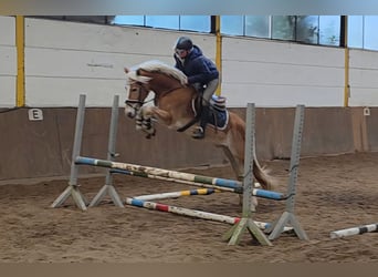 Haflinger, Gelding, 5 years, 14.1 hh, Palomino