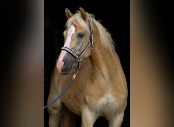 Haflinger, Gelding, 5 years, 14,2 hh