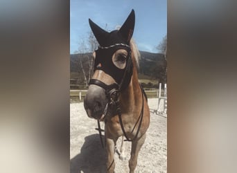 Haflinger, Gelding, 5 years, 14,2 hh, Chestnut-Red