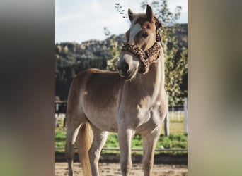 Haflinger, Gelding, 5 years, 14,2 hh, Chestnut-Red