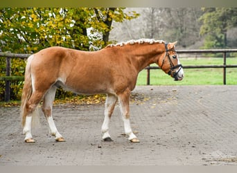 Haflinger, Gelding, 5 years, 14.2 hh, Chestnut-Red