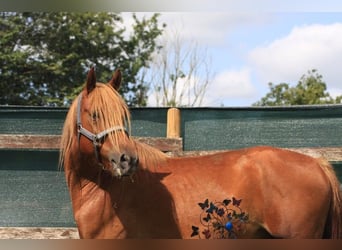 Haflinger Mix, Gelding, 5 years, 14.2 hh, Chestnut-Red