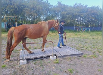 Haflinger Mix, Gelding, 5 years, 14.2 hh, Chestnut-Red