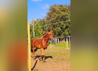Haflinger Mix, Gelding, 5 years, 14.2 hh, Chestnut-Red