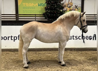 Haflinger, Gelding, 5 years, 14,2 hh, Chestnut-Red