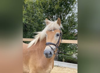 Haflinger, Wallach, 5 Jahre, 14,2 hh, Fuchs