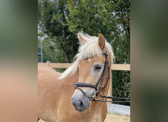 Haflinger, Wallach, 5 Jahre, 14,2 hh, Fuchs