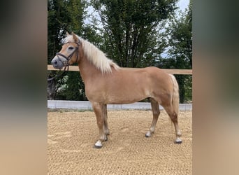 Haflinger, Wallach, 5 Jahre, 14,2 hh, Fuchs