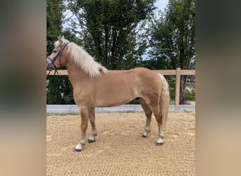 Haflinger, Wallach, 5 Jahre, 14,2 hh, Fuchs