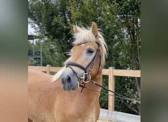 Haflinger, Wallach, 5 Jahre, 14,2 hh, Fuchs