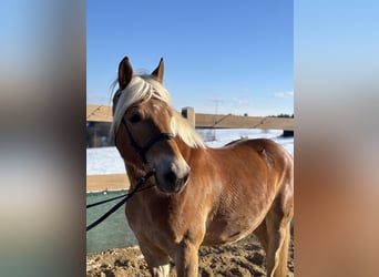 Haflinger, Gelding, 5 years, 14.2 hh, Chestnut-Red