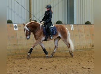 Haflinger, Gelding, 5 years, 14,2 hh, Chestnut-Red