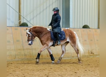 Haflinger, Gelding, 5 years, 14,2 hh, Chestnut-Red