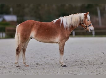 Haflinger, Gelding, 5 years, 14,2 hh, Chestnut-Red