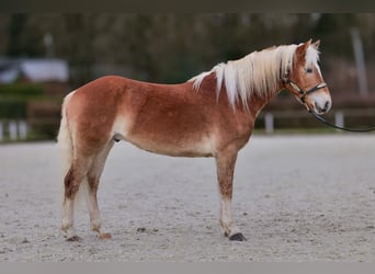 Haflinger, Gelding, 5 years, 14,2 hh, Chestnut-Red