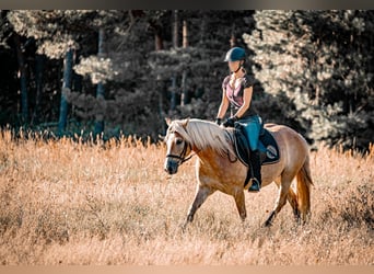 Haflinger, Gelding, 5 years, 14,2 hh