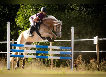 Haflinger, Gelding, 5 years, 14,2 hh