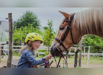 Haflinger, Gelding, 5 years, 14,2 hh