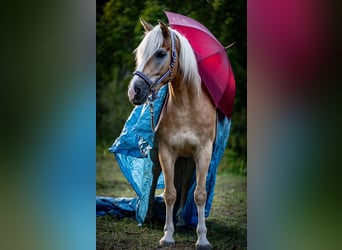 Haflinger, Gelding, 5 years, 14,2 hh