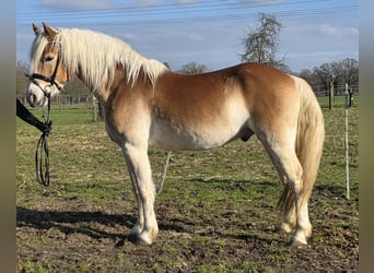 Haflinger, Gelding, 5 years, 14.3 hh, Chestnut-Red