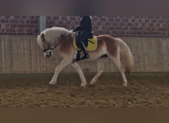 Haflinger, Gelding, 5 years, 14.3 hh, Chestnut-Red