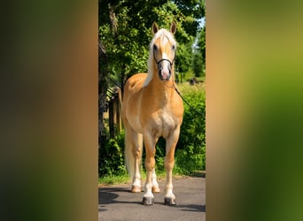 Haflinger, Gelding, 5 years, 14.3 hh, Palomino