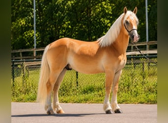 Haflinger, Gelding, 5 years, 14.3 hh, Palomino