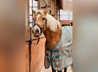 Haflinger, Gelding, 5 years, 14 hh, Chestnut-Red