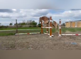 Haflinger Mix, Gelding, 5 years, 14,1 hh