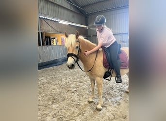 Haflinger, Gelding, 5 years, 14,1 hh, Palomino