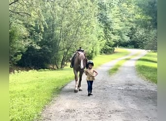Haflinger, Gelding, 5 years, 14,1 hh, Roan-Red