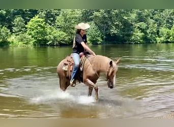 Haflinger, Gelding, 5 years, 14,1 hh, Roan-Red