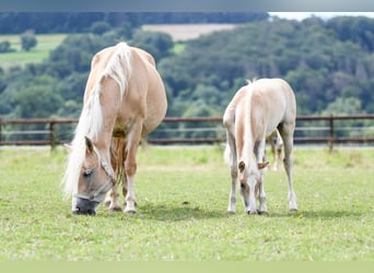 Haflinger, Gelding, 5 years, 14,2 hh, Chestnut-Red