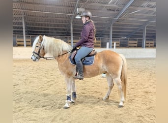 Haflinger, Gelding, 5 years, 14,2 hh, Chestnut-Red
