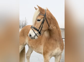 Haflinger, Gelding, 5 years, 14,2 hh, Chestnut-Red
