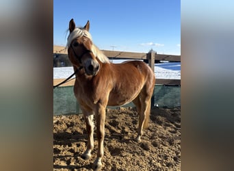 Haflinger, Gelding, 5 years, 14,2 hh, Chestnut-Red