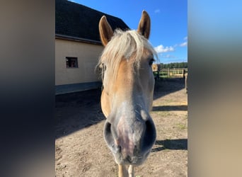 Haflinger, Gelding, 5 years, 14,2 hh, Dun