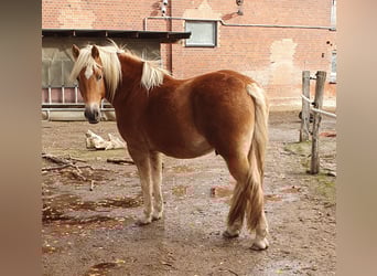 Haflinger Mix, Gelding, 5 years, 14,2 hh