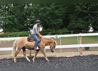 Haflinger Mix, Gelding, 5 years, 14,2 hh, Palomino