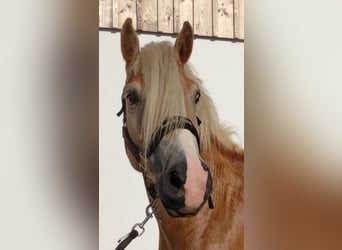 Haflinger, Gelding, 5 years, 14,3 hh, Brown-Light
