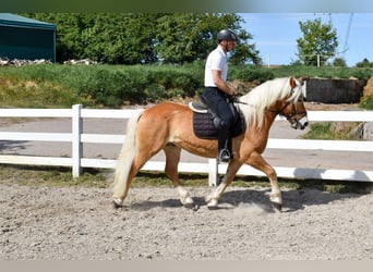 Haflinger, Gelding, 5 years, 14,3 hh, Chestnut-Red