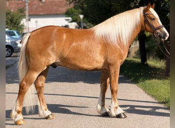 Haflinger Mix, Gelding, 5 years, 15.1 hh, Chestnut-Red