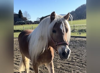 Haflinger, Gelding, 5 years, 15,1 hh, Chestnut-Red