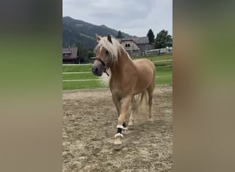 Haflinger, Gelding, 5 years, 15,1 hh, Chestnut-Red