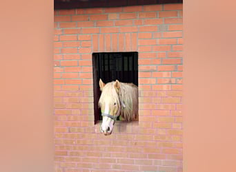 Haflinger, Gelding, 5 years, 15.2 hh, Brown-Light