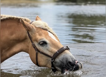 Haflinger, Gelding, 5 years, 15.2 hh